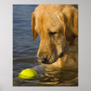 Poster Labrador jaune avec de la balle de tennis dans