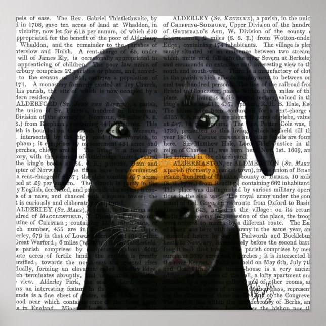 Poster Labrador noir avec os sur le nez (Devant)