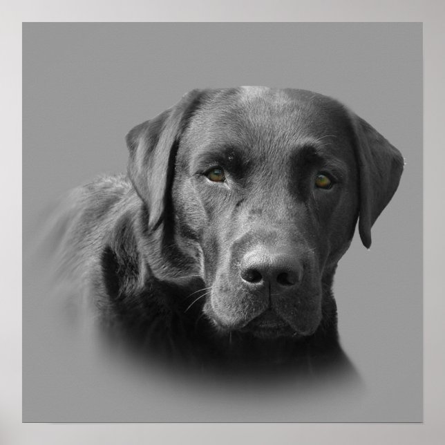 Poster Labrador Retriever (Devant)