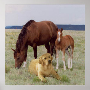 Poster Labrador retriever avec l'affiche de chevaux