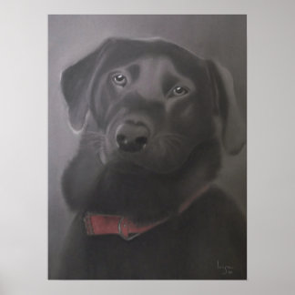 Poster Labrador Retriever Beautiful