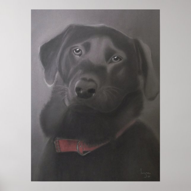 Poster Labrador Retriever Beautiful (Devant)