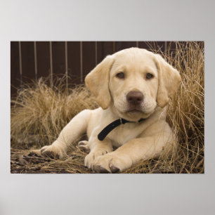 Poster Labrador Retriever puppy
