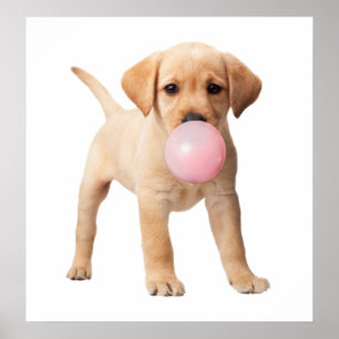 Poster Labrador Retriever Puppy Bubble Gum Nursery Child