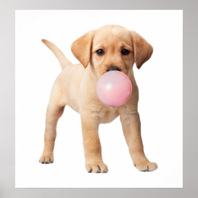 Poster Labrador Retriever Puppy Bubble Gum Nursery Child (Devant)