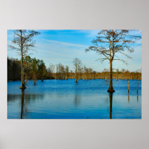 Poster Lac Cypress