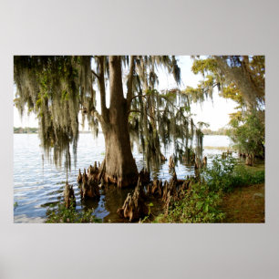 Poster Lac Cypress