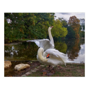 Poster Lac de Swan