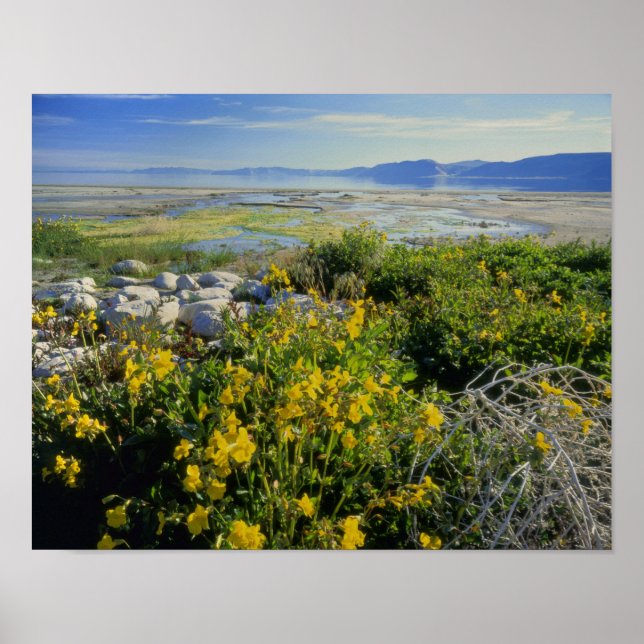 Poster LAC OURS, UT, US, fleur de singe et tumbleweed, (Devant)