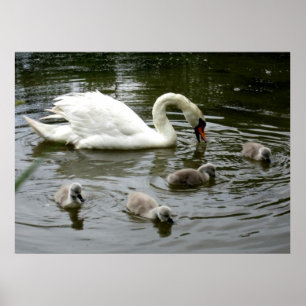 Poster Lac Swan - Imprimer