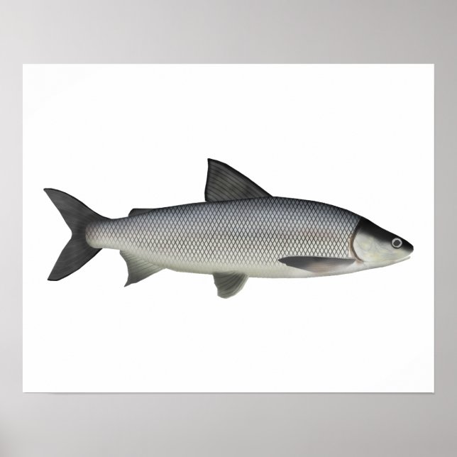 Poster Lac Whitefish (Devant)