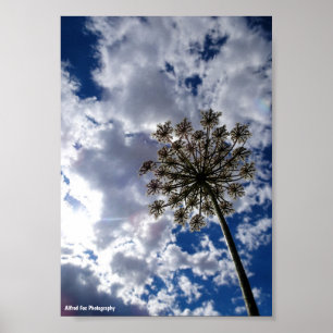 Poster Lace de la Reine Anne dans un ciel nuageux