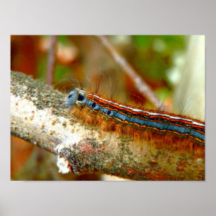 Poster Lackey Moth Caterpillar