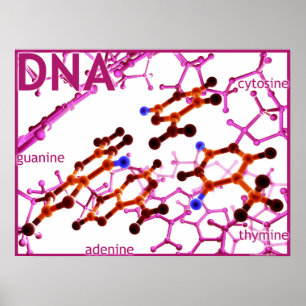 Poster L'ADN base petit