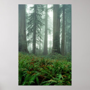 Poster Lady Bird Johnson Grove