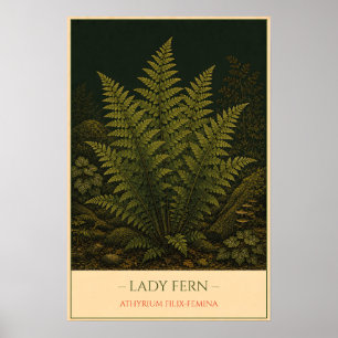 Poster Lady Fern