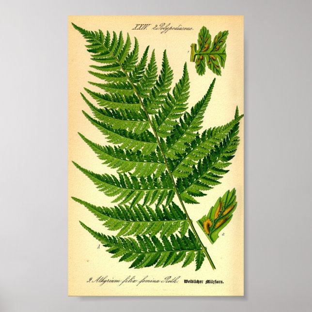 Poster Lady Fern (Athyrium filix-femina) (Devant)