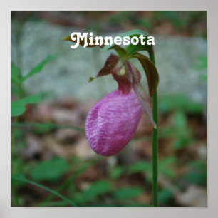 Poster Lady Slipper