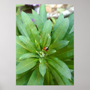 Poster Ladybug