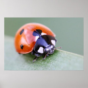 Poster Ladybug