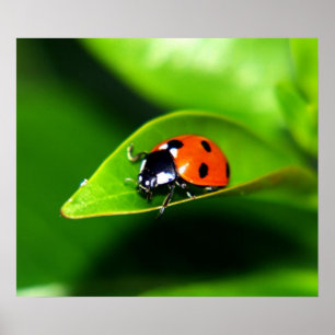 Poster Ladybug