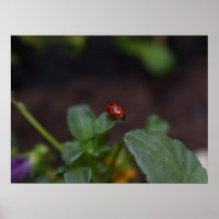 Ladybug