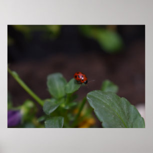 Poster Ladybug