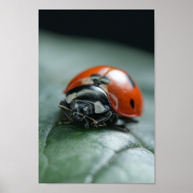Poster Ladybug (Devant)
