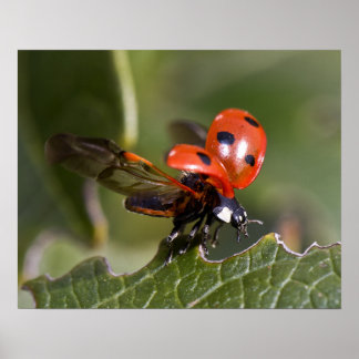 Poster Ladybug