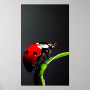 Poster Ladybug