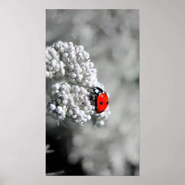 Poster Ladybug - B&W (Devant)