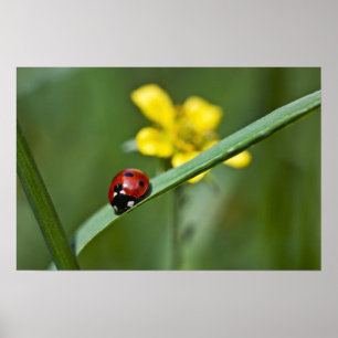 Poster Ladybug on Grass close up
