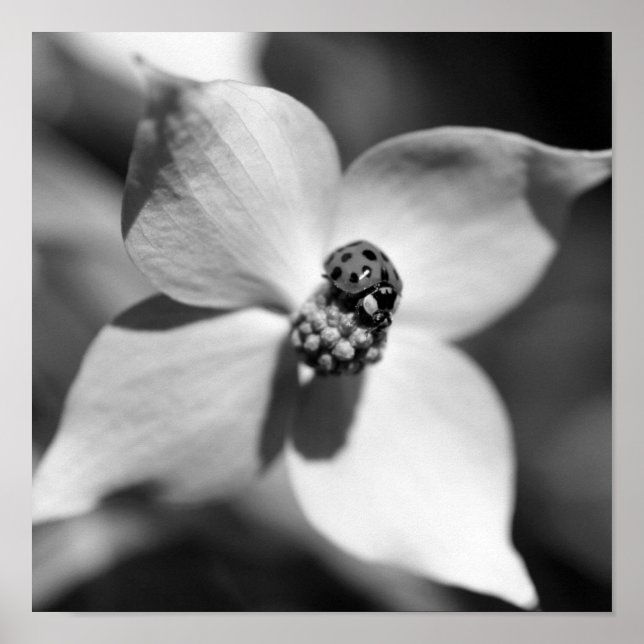 Poster Ladybug Sur Fleur De Dogwood Noir Et Blanc (Devant)