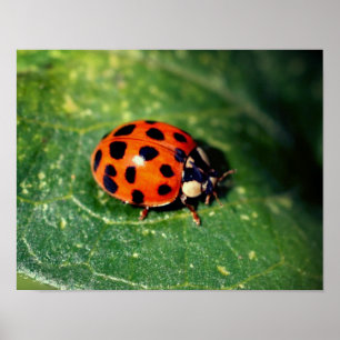 Poster Ladybug sur la feuille gros