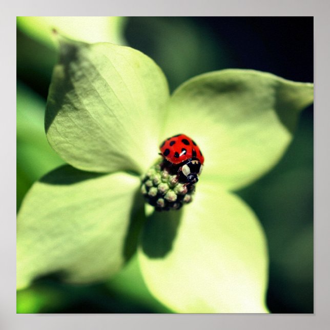 Poster Ladybug Sur La Fleur De Dogwood Blanc Fermer (Devant)