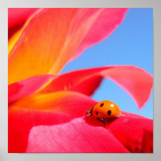Poster Ladybug sur l'affiche Rose