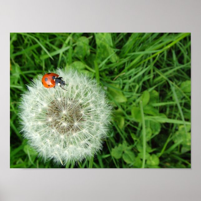 Poster Ladybug sur le pissenlit (Devant)