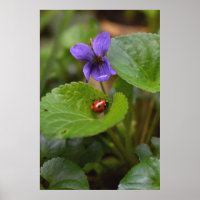 Ladybug sur les fleurs de violet doux