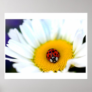 Poster Ladybug sur White Daisy