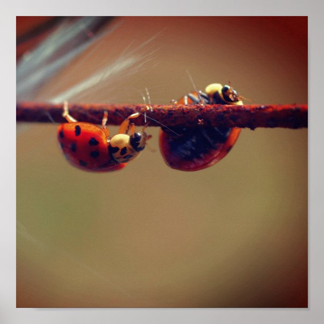 Poster Ladybugs Équilibrer gros (Devant)