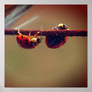 Poster Ladybugs Équilibrer gros