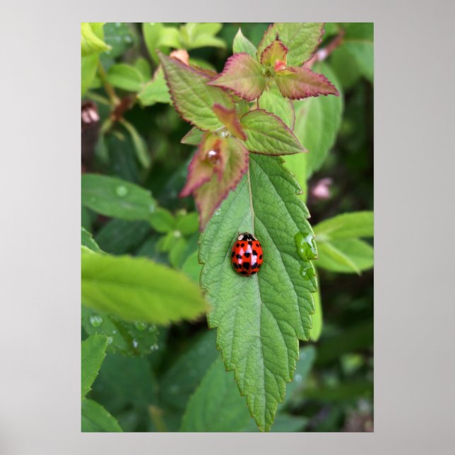 Poster ladybule on leaf (Devant)