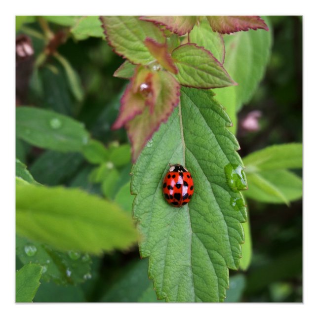 Poster ladybule on leaf (Devant)
