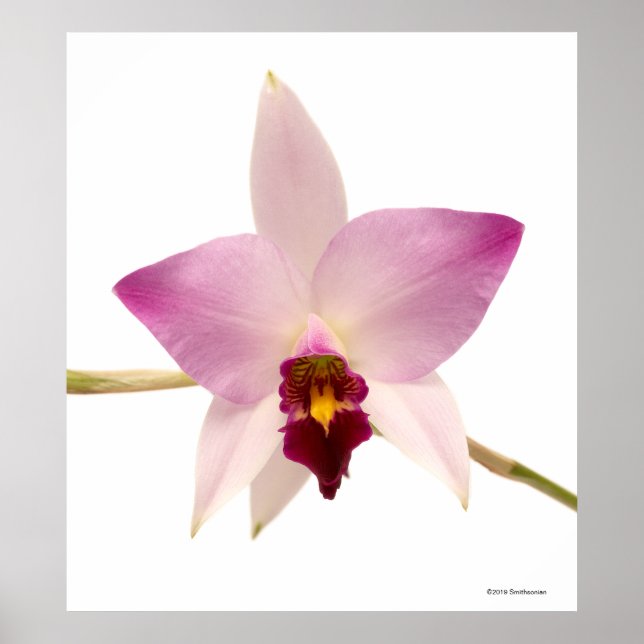 Poster Laelia Ancep (Devant)
