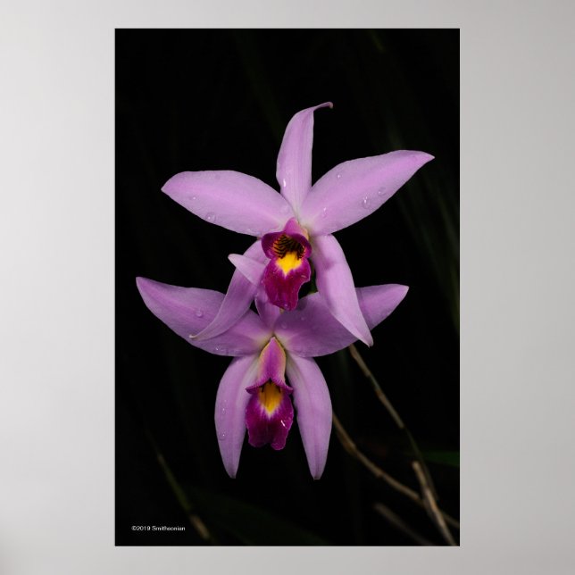 Poster Laelia Anceps (Devant)