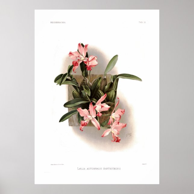 Poster Laelia autumnalis xanthotropis (Devant)