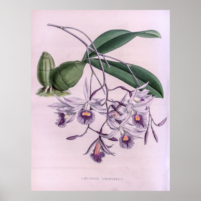 Poster Laeliopsis Domingensis Orchid (Devant)