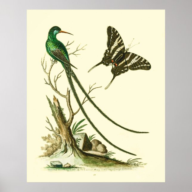 Poster L'affiche à bec rouge Streamertail Hummingbird (Devant)