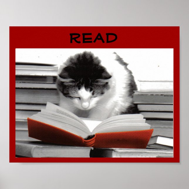 Poster L'affiche d'alphabétisation des chats bien lue (Devant)