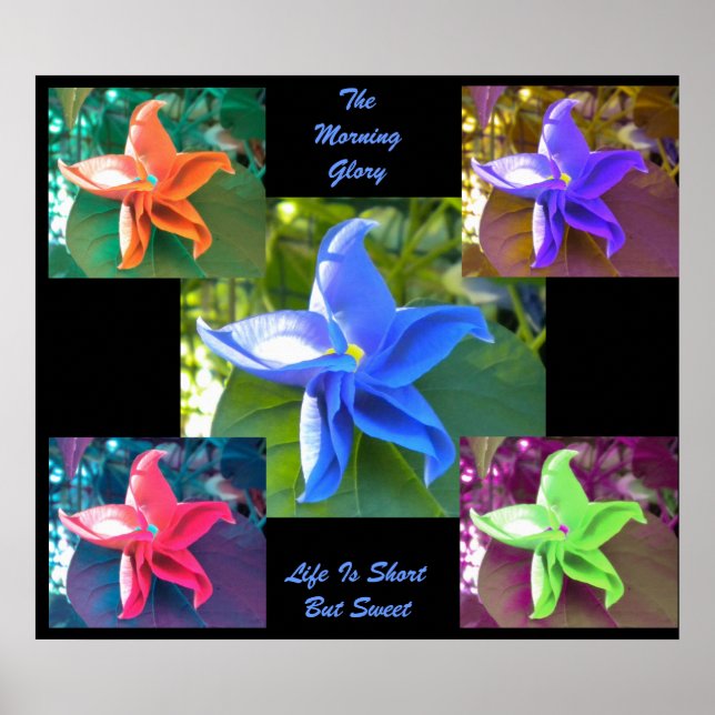 Poster L'affiche de la gloire du matin (Devant)